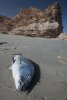 Horse Beach Caught Bream - Southern Oman
